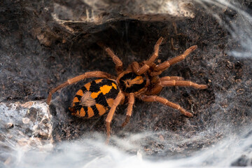 pumpkin patch tarantula hapalopus formosus
