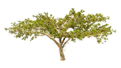 Sticker - 3D Rendering Acacia Tree on White