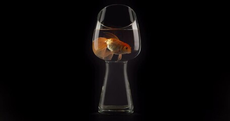 Sticker - Beautiful gold fish in glass on black background