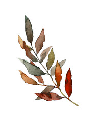 watercolor branch with hand-drawn leaves. Illustration of an autumn branch - 1 element. Leaves on a white isolated background. Decorative leaves for wedding invitations and cards.