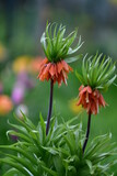 Fototapeta Tulipany - Dwa pomarańczowe kwiaty korony cesarskiej w rozkwicie z zielonym, rozmytym tłem i plamami kolorowych tulipanów.