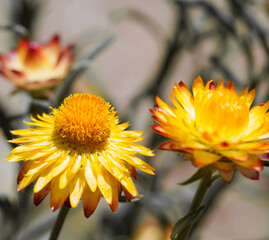 Summer background. Close-up of yellow flowers in the sun.