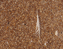 White Bird Feather Dropped On The Beach