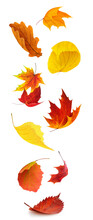Colorful Autumn Tree Leaves Falling, Isolated On White Background, Vertical