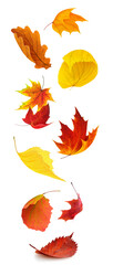 Wall Mural - colorful autumn tree leaves falling, isolated on white background, vertical