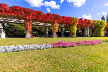 Wall Mural - Pergola in Wroclaw on an autumn sunny day, colorful leaves of virginia creeper on a background of blue sky, Wroclaw, Poland