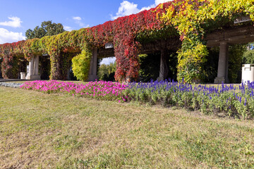 Wall Mural - Pergola in Wroclaw on an autumn sunny day, colorful leaves of virginia creeper on a background of blue sky, Wroclaw, Poland