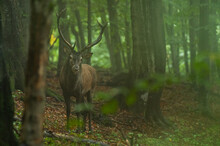 The Red Deer (Cervus Elaphus) Stag During The Rutting Season. The Bieszczady Mts, Carpathians, Poland.