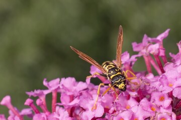 Wall Mural - Polistes nimpha on a flower