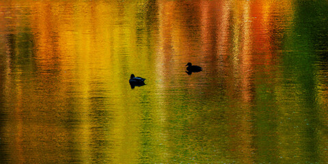 2 ducks on the lake at Cole Park with the Autumn colors reflecting in the ripples of the water.