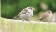 House Sparrow Sitting On Fence