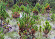 © Bernabe - Fusarium, este hongo puede convertirse en una plaga y afectar diversas especies de arboles como estos del género Pinus.