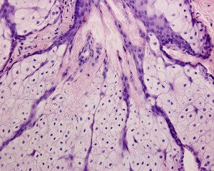 Poster - Human skin. Sebaceous gland