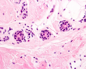 Poster - Human eccrine sweat gland. Excretory ducts