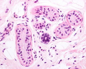 Poster - Human sweat gland. Secretory unit and excretory duct