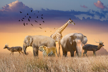 Wall Mural - World Wildlife Day  Groups of wild beasts were gathered in large herds in the open field in the evening when the golden sun was shining.