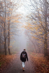 Wall Mural - tourist hiking on footpath in autumn forest. solo hiker walk in foggy woodland. adventure in nature