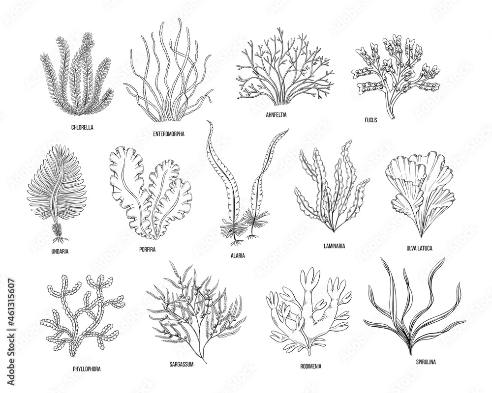 Hand drawn algae black set on white background. Vector illustration ...