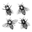 Bee set in sketch style on black background. Nature vector vintage illustration design element set. Hand draw