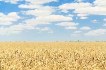 Wall Mural - Golden wheat landscape on agriculture field