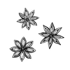 Wall Mural - Hand drawn set with anise sketch flower star. Spring vector outline drawing illustration. Floral botanical cooking food.