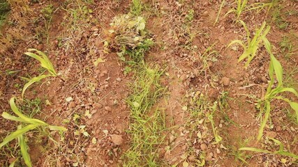 Sticker - An organic black beans on a syntropic and agroforestry production farm