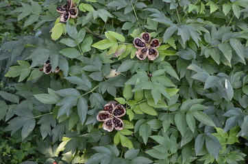 Sticker - Peony seed pods with popping black seeds