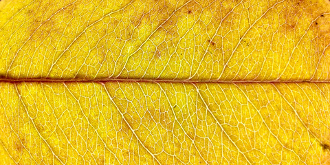 Wall Mural - colorful autumn leaf in macro for background. background in autumn colors.