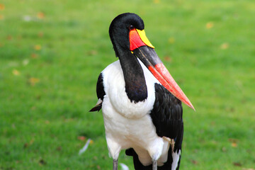 Poster - Closeup shot of Saddle-billed stork