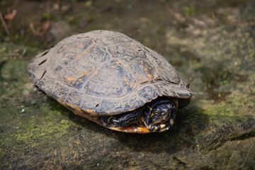 Poster - Closeup shot of a turtle in its shell