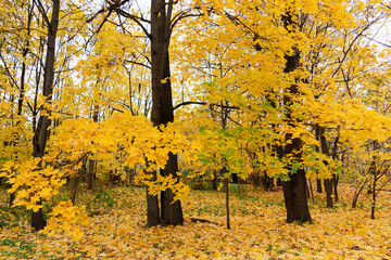 Maples with yellow leaves, autumn landscape.