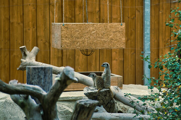 Shot of two watchful meerkats standing on a rock in a zoo