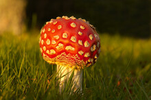 Close Up Of Amanita Muscaria Poisonous Red Toadstool