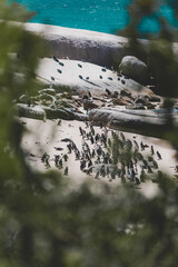 Sticker - Group of cute penguins during the daytime in Cape Town