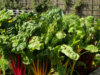 Wall Mural - Closeup shot of Mangolds vegetables growing on a farm