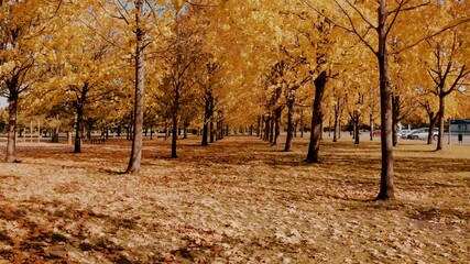 flying through orange autumn tree alley in the park. golden autumn colors. beautiful nature
