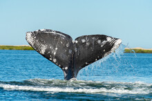 Gray Whale Fluke Or Tail, Show Scars From Killer Whales