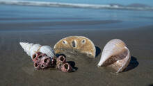 Sea Shells On Sand Dollar Beach Baja California Sur