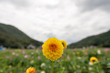 Wall Mural - Full blooming of dahlia (Dahlia) in Japan in autumn