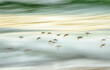 © SuperStock - A group of shorebirds flies along the surf at sunset at the Isle of Harris, Scotland