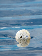A Lone Sand Dollar Reflection In Sand Ripples On Pacific Side Of Isla Magdalena