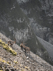 Wall Mural - Vertical shot of a group of ibex at Mount Pilatus, Switzerland