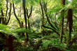 © SuperStock - Native New Zealand forest