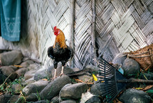 Rooster Standing Outside Traditional Fijian Home