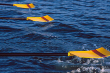 Set Of Three Rowing Oars On Top Of The Water