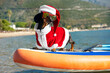 Cute dachshund dog in sunglasses for pets with polarizing lenses and Santa costume is standing on SUP board. Outdoor activities during holidays. Funny idea for greeting postcard or calendar.