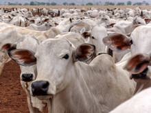 A Group Of Nelore Cattle Herded In Confinement In A Cattle Farm In Mato Grosso State, Brazil