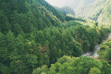 日本の美しい渓谷　山から湧き出た清らかな水が流れる川と、ヒノキの美しい森が広がる「阿寺渓谷」