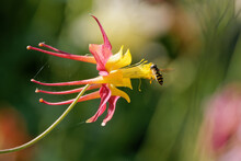 Shallow Focus Of A Crimson Columbine Flower And A Bee Flying Over It And Pollinating.