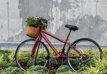 Old Bicycle In The Garden